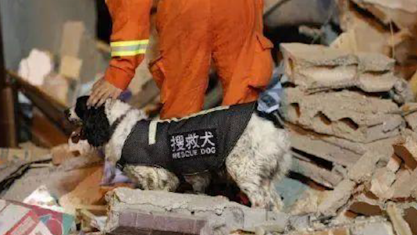 搜救犬参与槽罐车爆炸救援受伤，包扎后继续战斗
