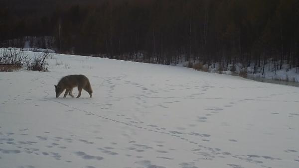 大兴安岭拍到野生狼群在雪地里撒野