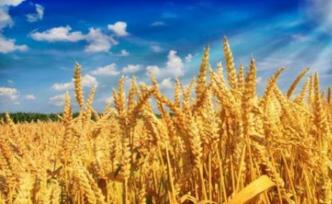 农业农村部：夏粮丰收已成定局，预计小麦亩产平均提高4公斤