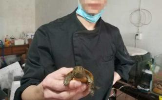 借宠物店掩饰兜售珍稀“名龟”，福州仓山警方抓获7名嫌犯