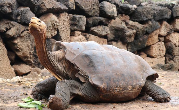 百歲象龜繁衍800后代，50年挽救族群