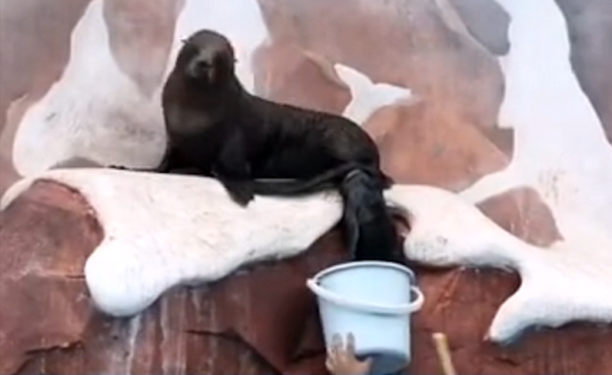 “突然襲擊”！海洋公園超萌小海狗降生