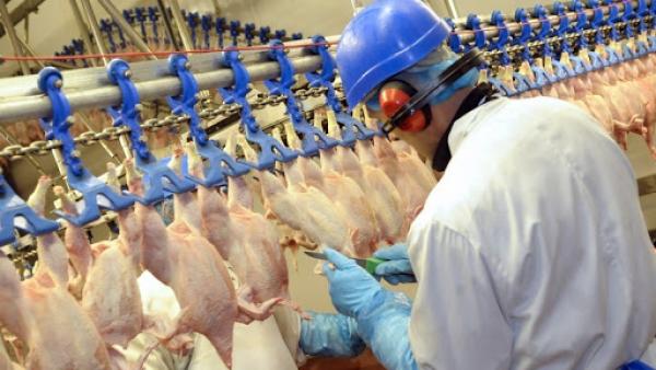 英鸡肉工厂暴发疫情58人确诊，系多家超市供货商