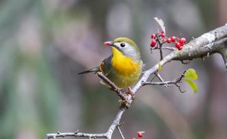 国家重点保护野生动物名录拟增百余种鸟类，云雀等笼养鸟在列
