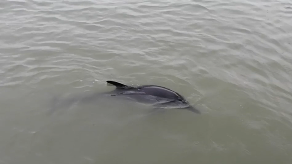 海豚获救不舍离去，绕船三圈向救助者“致谢”