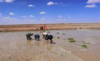 近百亩高原寒地海水稻“踏入”青藏高原柴达木盆地荒滩