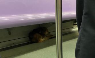 黄毛小狗早高峰搭乘上海地铁，民警们围圈护卫装箱带下车