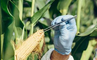 农业部发布2020年农业转基因生物安全证书批准清单