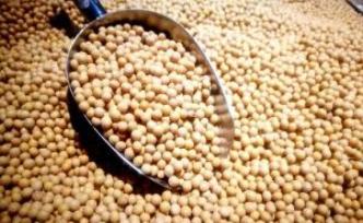 农业农村部拟批71个转基因生物安全证书，含玉米大豆各1种