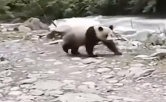 大熊猫来回踱步想过河，歪打正着到达对岸