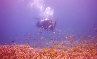 他在南海“种”珊瑚：生态破坏容易修复难