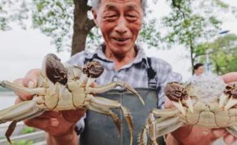 上海今年第一批“六月黄”大闸蟹上市啦