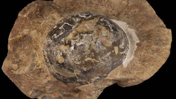 日本发现最小恐龙蛋化石：重约10克