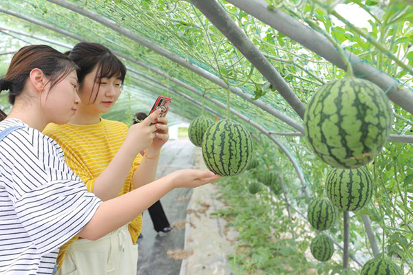 乡村振兴,浦东,惠南镇