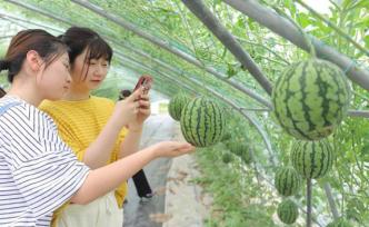 起源天山脚下的西瓜品种，带来上海乡村振兴另类样本