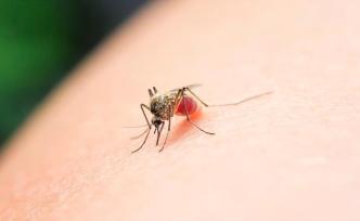 中疾控研究员：蚊蝇不具备传播新冠病毒的生物学基础