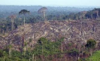 29家国际金融机构致信巴西使馆，呼吁制止日益严重的毁林