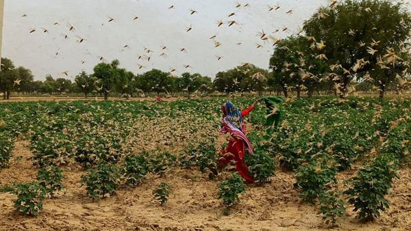 蝗灾来袭！大批沙漠蝗虫入侵印度首都辖区
