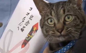 日本家猫协助救下落水男子，受嘉奖获赠猫粮