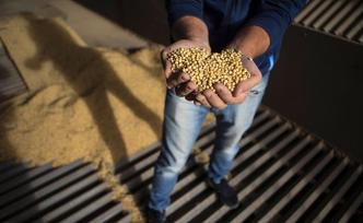 我国首次批准进口国内研发转基因大豆：大北农开发阿根廷种植