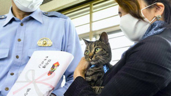 日本喵星人救助落水男子有功，警方奖励送猫粮