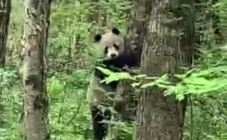 秦岭主峰太白山5年来首现野生大熊猫