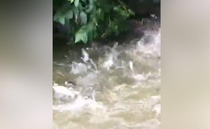 暴雨来临前，襄阳公园河道现“飞鱼”奇观