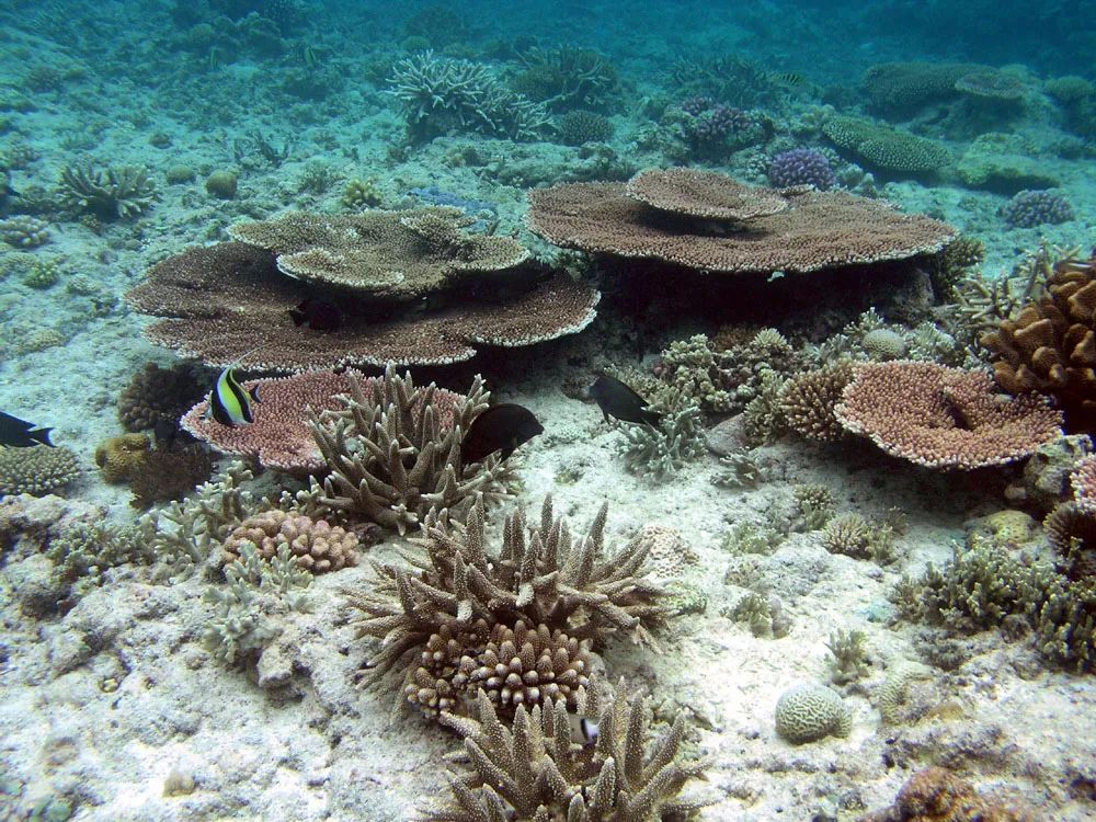 南沙群岛渚碧礁的珊瑚礁生境黄晖 图