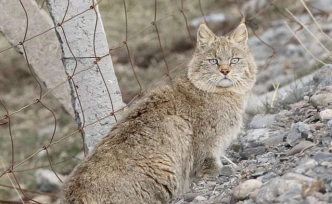 祁连山国家公园首次专项调查荒漠猫：目击7次，采集尸体3次