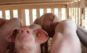 越南多地报告非洲猪瘟疫情