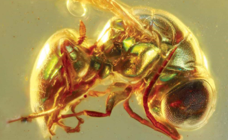 超微纳米光学元件如何能保存一亿年？琥珀揭秘史前昆虫真颜色