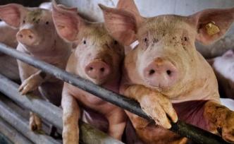 世卫组织：在中国出现的猪流感不是新病毒
