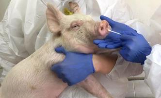 PNAS：中国研究者发现新型猪流感病毒，具大流行病潜力