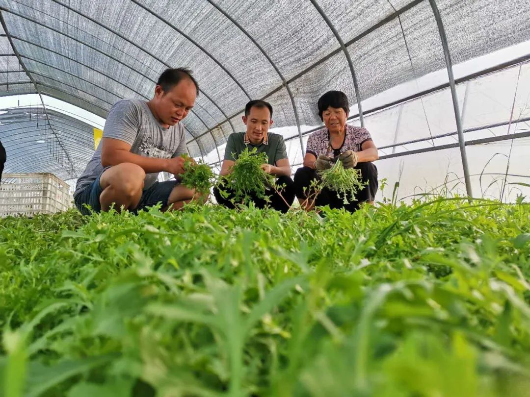 南开大学毕业的这对夫妻选择辞职回阜阳种菜