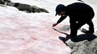 意大利阿尔卑斯山冰川现粉红色冰雪，专家称或与藻类植物有关