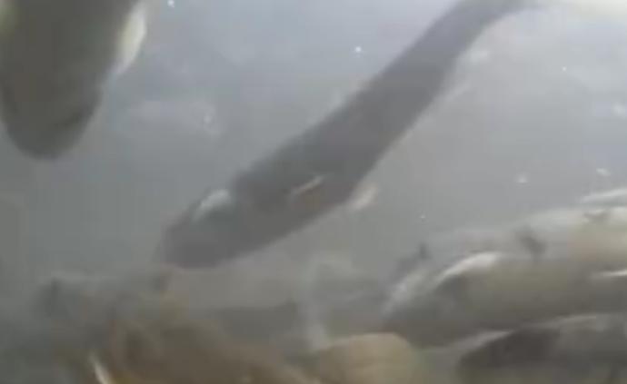 青海湖迎來湟魚洄游高峰期