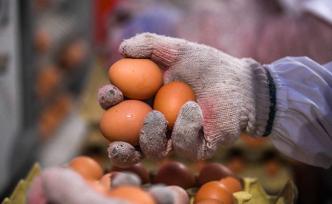 鸡蛋价格大跌近三成，卖一斤亏0.7元！养殖户能否“蛋”定