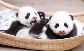 成都大熊猫基地：2只幼仔严重过敏死亡，圈养熊猫史上属首次