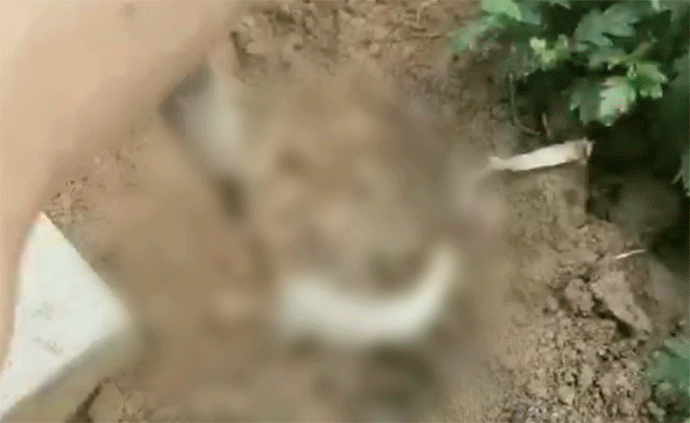 河北软职技术学院学生被指再虐猫,前次行为学校已移交警方