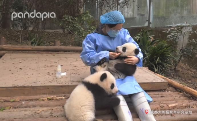 大熊猫双胞胎 “顺顺”“溜溜”病亡