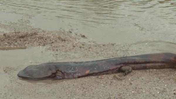 村民发现超大野生娃娃鱼：体长约1米，重近10斤