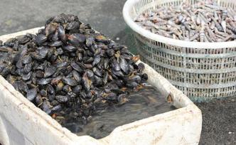 贝毒素超标！嵊泗发布消费警示：近期勿购买贻贝及野生贝类等