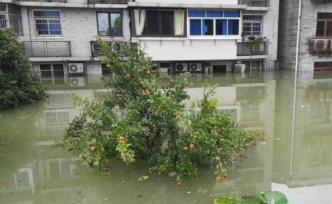 浙江新安江九孔泄洪1小时：一街道排水倒灌水位涨到2楼