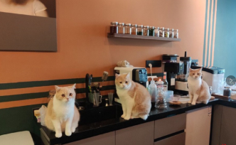 宠物咖啡馆被猫意外抓伤，律师：若顾客无错店铺应担责