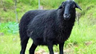 武川警方征集线索：公司乌骨羊丢失，属保密研究阶段特有物种
