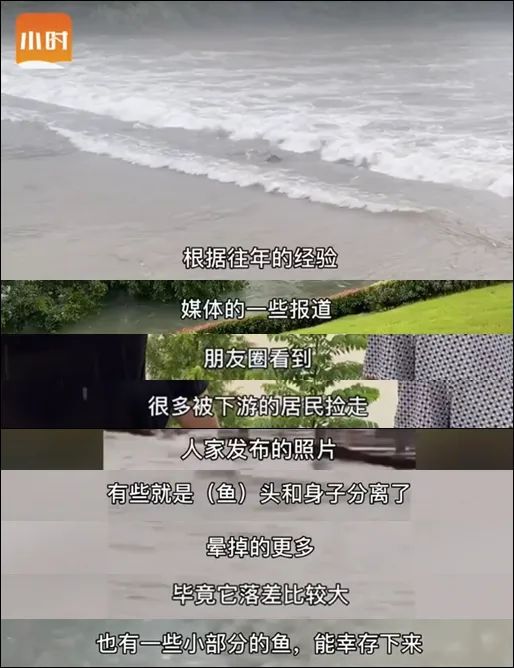 泄洪持续大量千岛湖鱼翻滚而出，千发集团因洪水已损失五千万