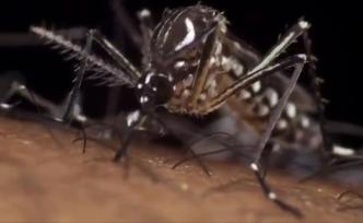 新加坡登革热病例超1.5万，一屋内发现数百只蚊子滋生