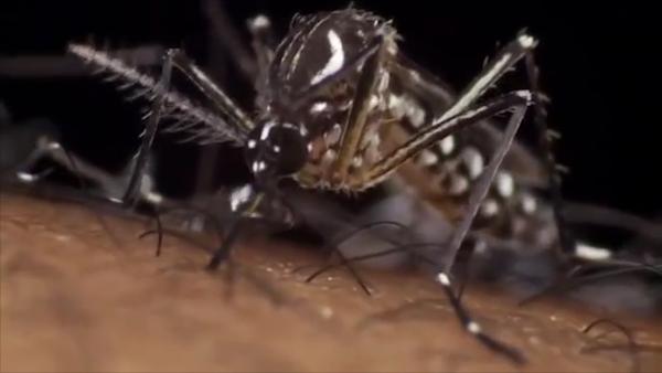 新加坡登革热病例超1.5万，一屋内发现数百只蚊子滋生