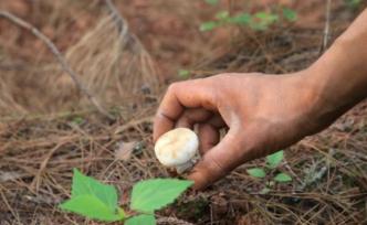 又到野生菌中毒高發(fā)季，云南昭通、玉溪已通報(bào)多起中毒事件