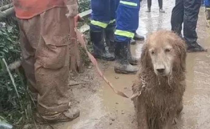 黃梅山體滑坡,搜救犬完成工作滿身泥濘